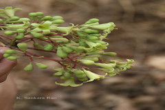 Pterocymbium tinctorium
